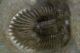 Pair Of Beautiful Scabriscutellum Trilobite - Multi-Toned Shell #310135-3